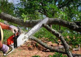 Best Tree Preservation Services  in Troy, TX