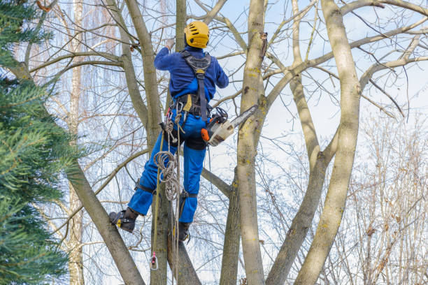 Best Tree Maintenance Programs  in Troy, TX