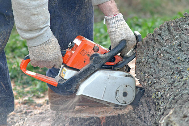 Best Lawn Edging  in Troy, TX